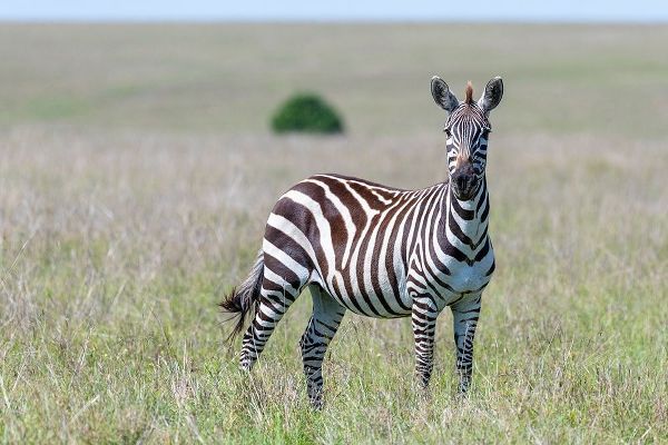 Africa-Kenya-Maasai Mara National Reserve Close-up of lone zebra